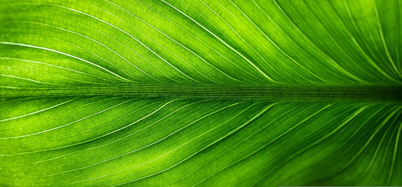 leaf, nature, green-2210973.jpg