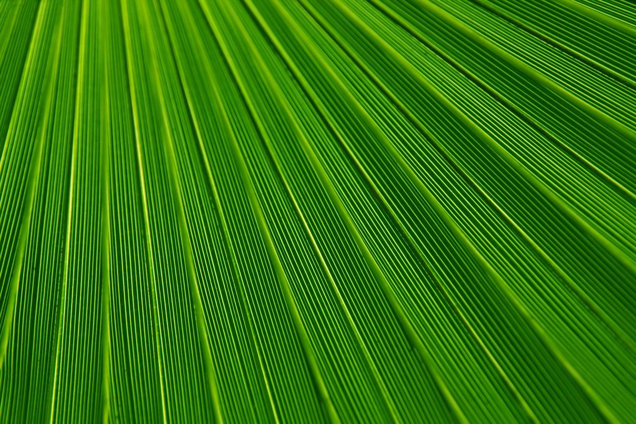 leaf, plant, background-21851.jpg